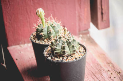 High angle view of potted plant