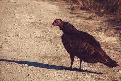 Close-up of bird