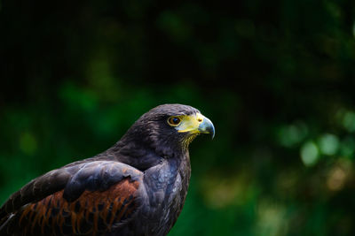 Close-up of hawk perching outdoors