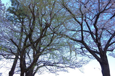 Low angle view of tree against sky