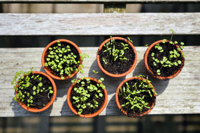 Close-up of potted plant on table