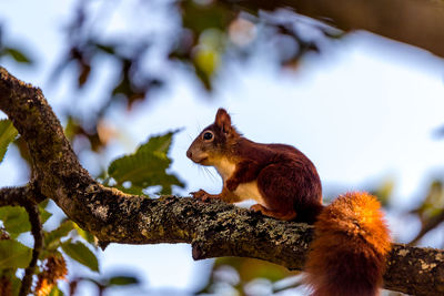 Low angle view of squirrel on branch