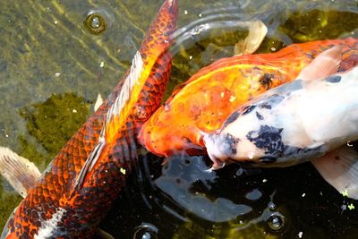 Close-up of fish swimming in pond