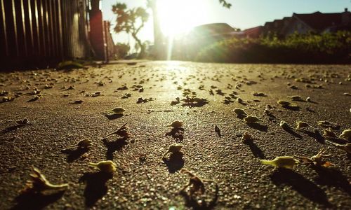 Surface level of grass