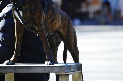 Low section of person by dog outdoors