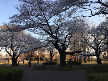 Trees in park against sky