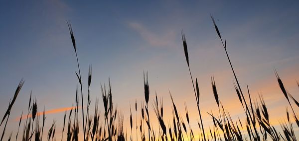 Close-up of silhouette grass on field against sky during sunset