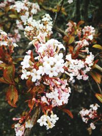 Close-up of white flowers blooming on tree