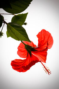 Close-up of red hibiscus against white background