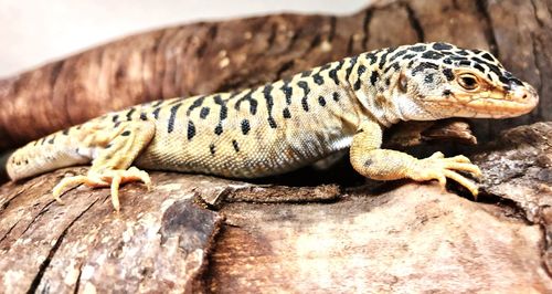 Close-up of lizard on wood