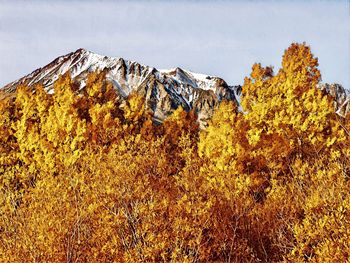 Scenic view of autumn trees against sky