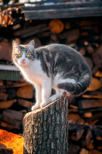 Cat sitting on wooden log