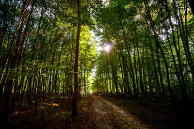 Trees in forest