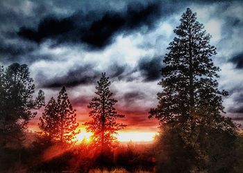 Low angle view of silhouette trees against sky during sunset