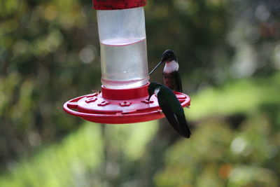 Close-up of bird perching on feeder