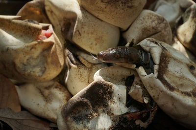 High angle view of crab