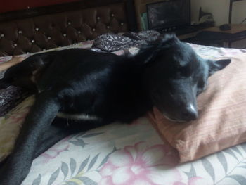 Close-up of dog sleeping on bed at home