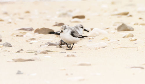 Close-up of bird on sand