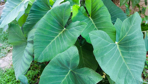 Close-up of fresh green leaves on plant