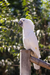 Close-up of parrot perching on bamboo