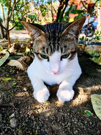 Close-up portrait of a cat