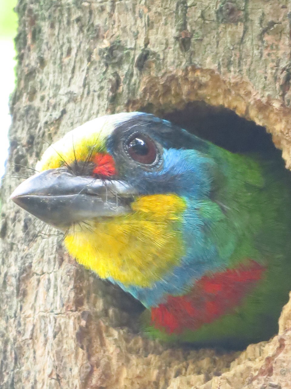 CLOSE-UP OF PARROT IN A TREE