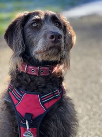 Close-up of dog