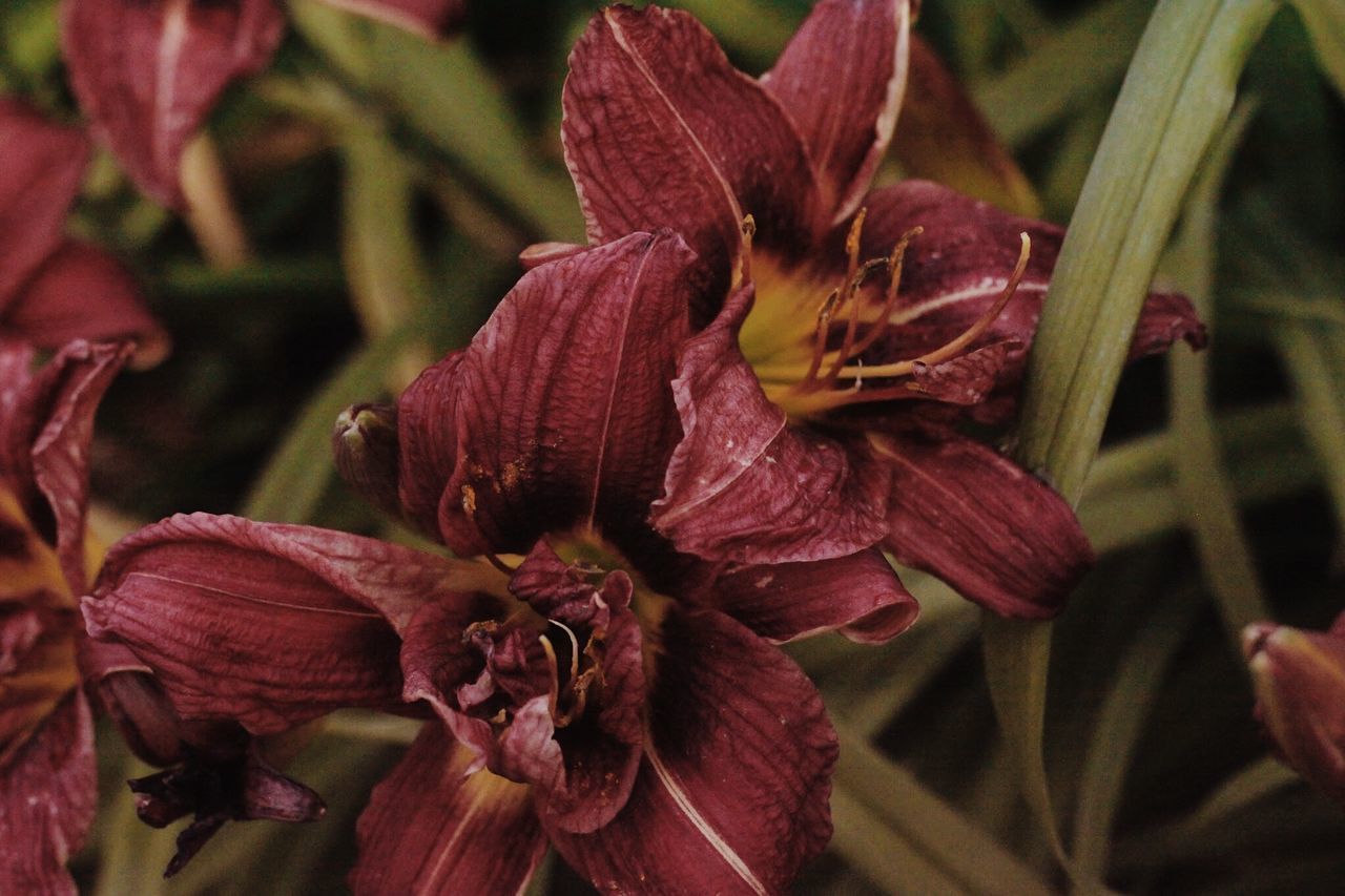 CLOSE-UP OF WILTED FLOWERS ON PLANT