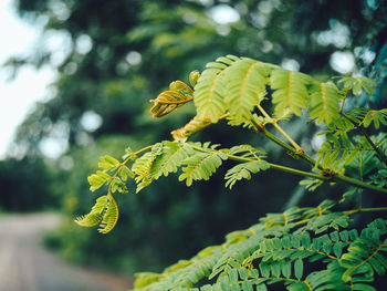 Close-up of plant