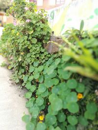 Close-up of ivy growing on plant