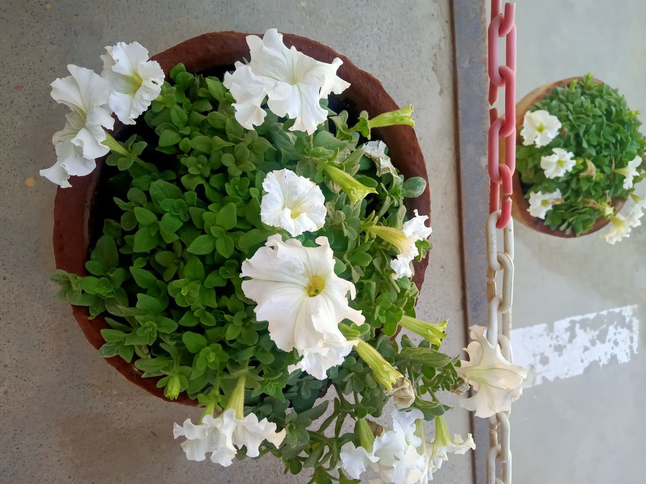 CLOSE-UP OF WHITE POTTED PLANTS