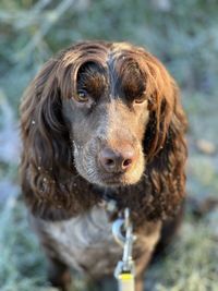 Close-up of dog