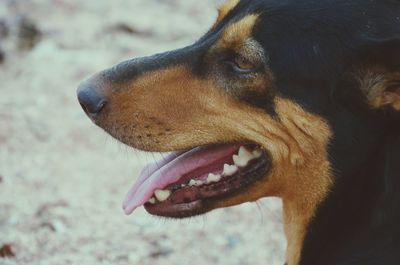 Close-up of dog