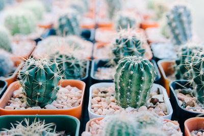 Full frame shot of potted cactus in market for sale