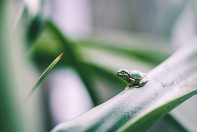 Close-up of small frog on a plant