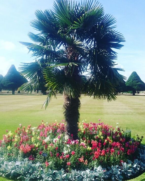 FLOWERS GROWING ON FIELD