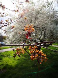 Close-up of cherry blossom tree during autumn