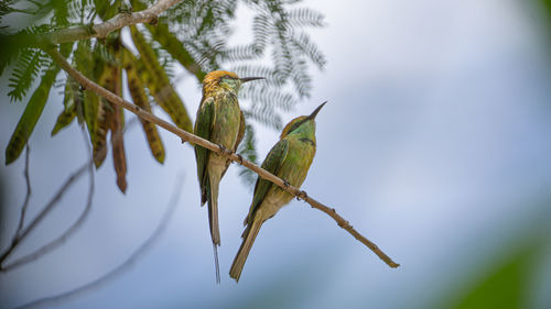 Low angle view of bird perching on branch