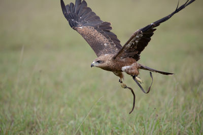 Close-up of a bird flying over a field
