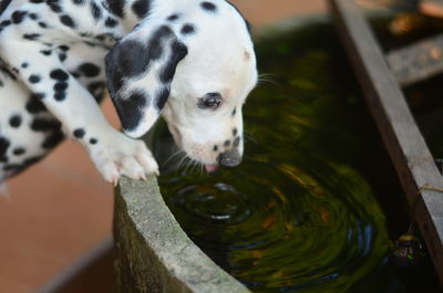 High angle view of a dog drinking water