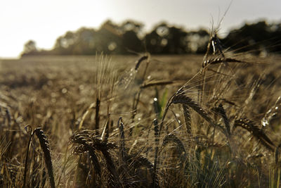 Close-up of stalks in field