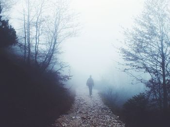 Bare trees in foggy weather