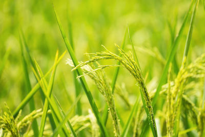 Close-up of paddy rice wheat growing on field