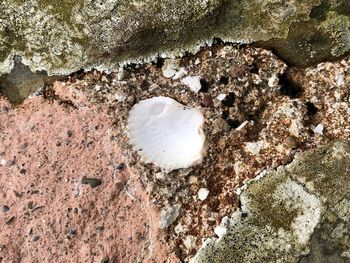 High angle view of rock on beach