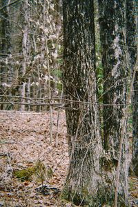 Pine trees in forest