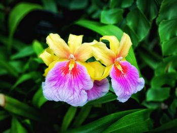 Close-up of purple flowering plant