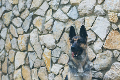 Portrait of german shepherd