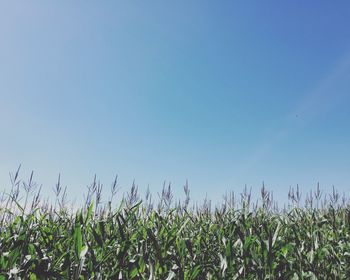 Low angle view of plants growing on field against blue sky