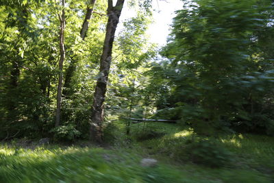 Trees growing in forest