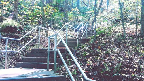 Staircase in forest